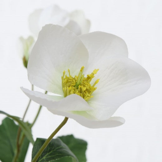 Fil fleur artificielle Helleborus Blanc / Vert, H38 cm