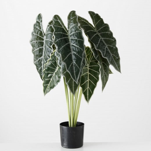 Plante artificielle en pot Flèche Feuille Verte / Noire, H71 cm