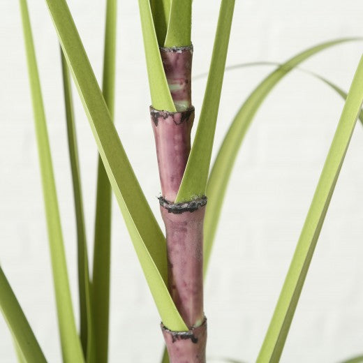 Plante artificielle en pot Jule Canne à Sucre Vert, H180 cm